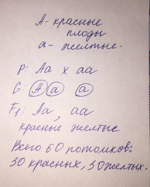 Скрестили гетерозиготное растение перца с красными плодами с растением, имеющим желтые плоды. Получе