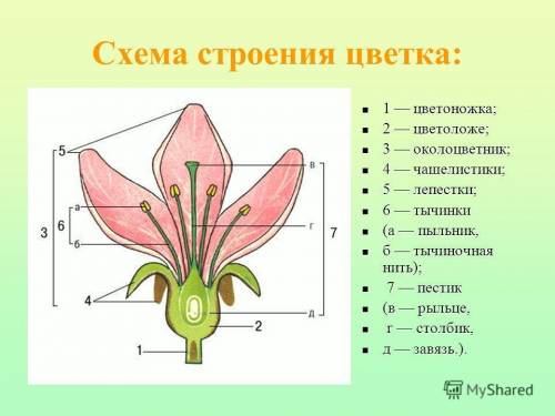 Определите число чашелистиков, лепестков, тычинок и пестиков. Запишите формулу цветка