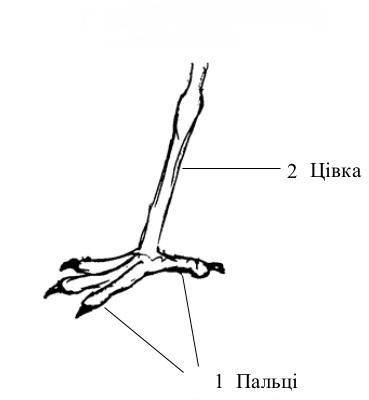 Зрослі кістки стопи птаха називаються А)крило б) цівка в)дзьоб г)куприк