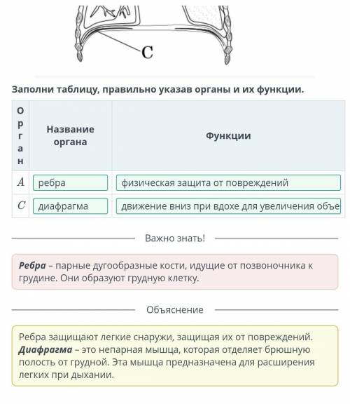 Заполни таблицу, правильно указав органы и их функции.​