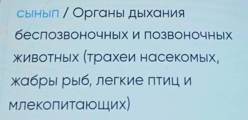 Напиши подробный конспект: Органы дыхания беспозвоночных-Органы дыхания позвоночных- ​