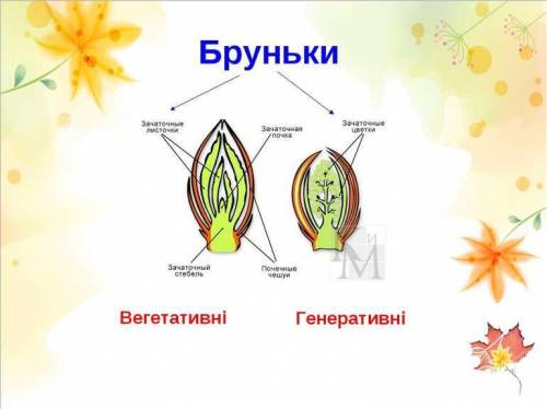 Порівняйте вегетативні та генеративні бруньки ть умаляю​