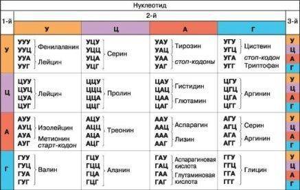 Вправа 10. Якою послідовністю нуклеотидів молекули ДНК кодується ділянка молекули білка, якщо він ма