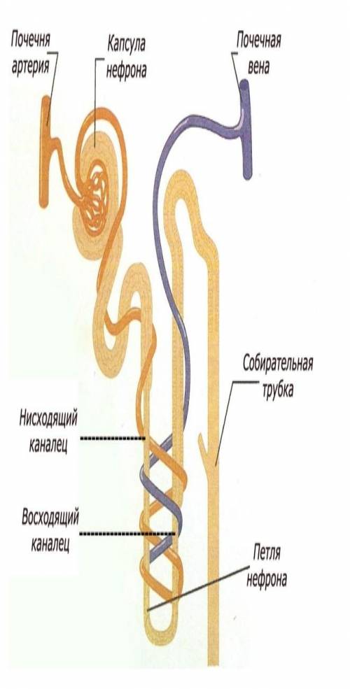 Напишите название всех структур нефрона где происходит избирательная реабсорбция​