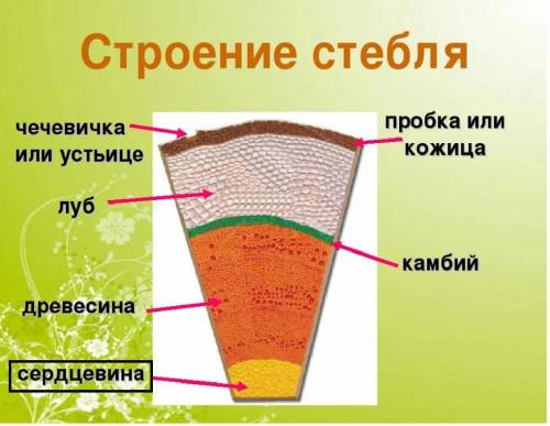 Центральная часть стебля:А) кораБ)камбий В)древесина Г)сердцевина​