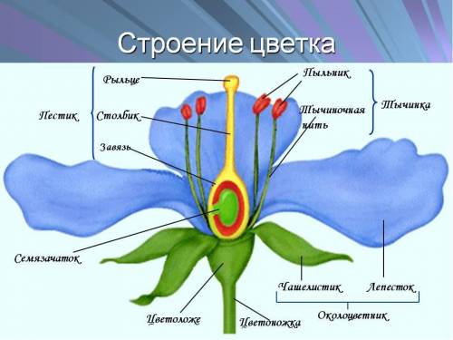 Решите ВПР по биологии 2 вариант. Я не нашёл ответов в учебнике(перечитал весь учебник). Если будете