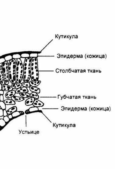 На рисунке показано внутреннее строенне листа. прор соУкажите, какая частьобозначена буквой D​