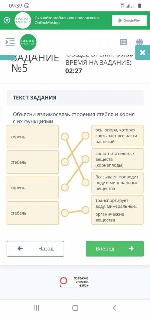 Объясни взаимосвязь строения стебля и корня с их функциями