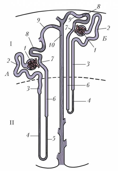 Нефрон құрылысы. беремін. ​