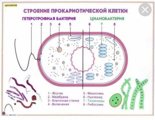 Задание по теме «Прокариотическая клетка»