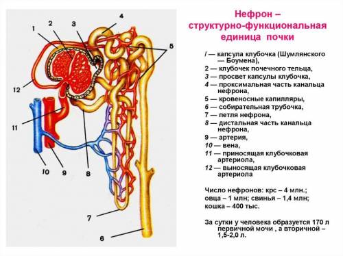 Напишите название нефрона на рис. 12.1 ниже, указав места образования и фильтрации мочи. ​