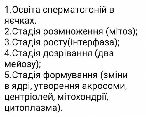 Які етапи властиві сперматогенезу тварин? ​