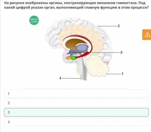 На рисунке изображены органы контролирующие механизм гомеостаза.Под какой цифрой указан орган,выполн