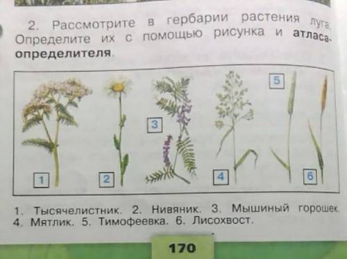 мама Серёжи и Нади интересуется знаешь ли ты растения луга вырежи картинки из приложения и расположи