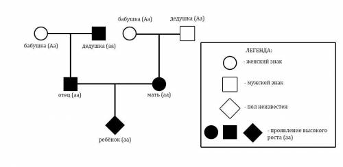 Чоловік, високий на зріст, батько якого був високим, а мати - низька, одружився з жінкою, високою на
