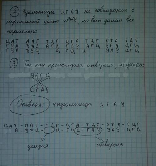 Участок транскрибируемой цепи молекулы ДНК имел следующую последовательность нуклеотидов ЦАТААГТЦГЦГ