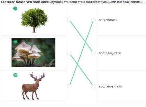 Соотнеси биологический цикл круговорота веществ с соответствующими изображениями. потребителипроизво