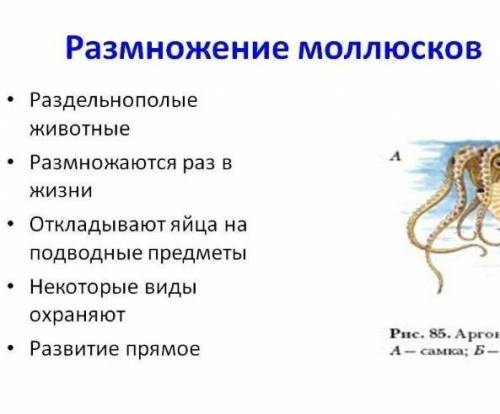 Какое размножение у мушли​