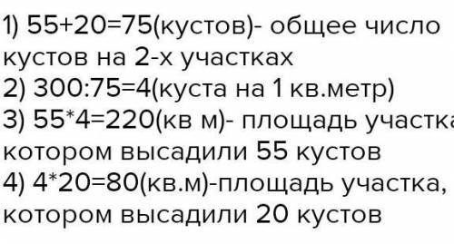 Рассаду капусты высаживали весной на двух земельных участках общей площадью 320 м², на каждой площад