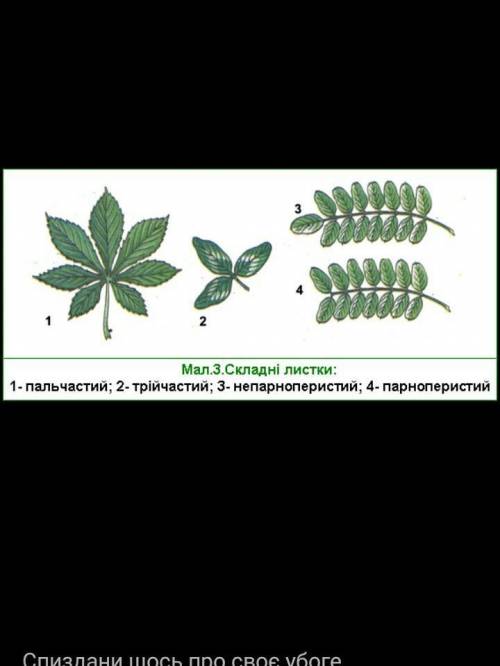 Назвати рослини з простими листками і з складними (по 5)​