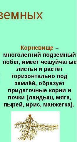 Таблица по биологии видоизмененый побег