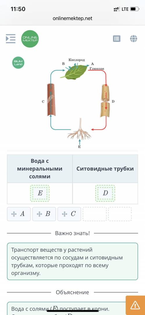 Транспорт питательных веществ в живых организмахСоотнеси части рисунка с названиями.КислородBMLandВA