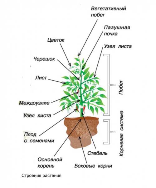 Каким строением обладают растения​