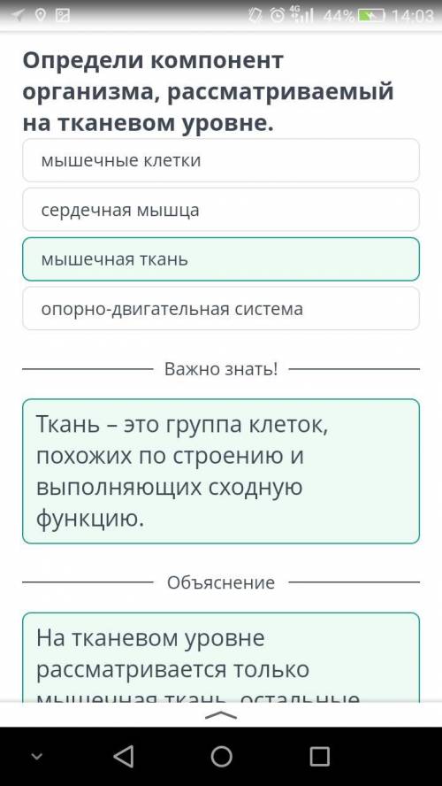 Определи компонент организма, рассматриваемый на тканевом уровне. сердечная мышца опорно-двигательна