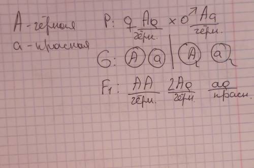 Чёрная окраска шерсти доминирует над красной. Какое можно ожидать потомство от скрещивания между соб