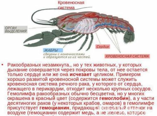 Охарактеризуйте кровеносную систему ракообразных (перечислите не менее двух особенностей) Перечислит