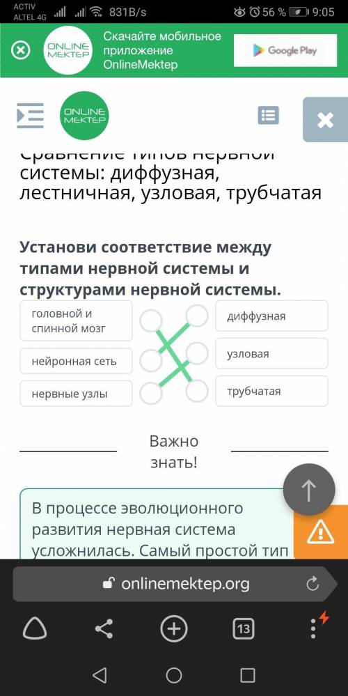 Сравнение типов нервной системы: диффузная, лестничная, узловая, трубчатая Установи соответствие меж