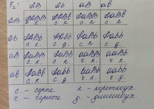 При схрещувані сірих довговухих овець з чорними коротковухами в F¹все потомство було сірим короткову