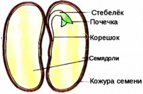 Выполните лабораторную работу Строение семян двудольных