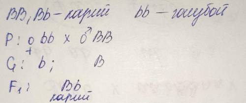 У людини карий колір очей (B) домінує над блакитним (b). Гомозиготний кароокий чоловік одружився на