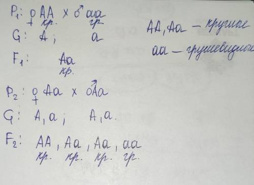 Гомозиготну рослину помідора з круглими плодами (домінантна ознака)схрестили з помідором що має груш