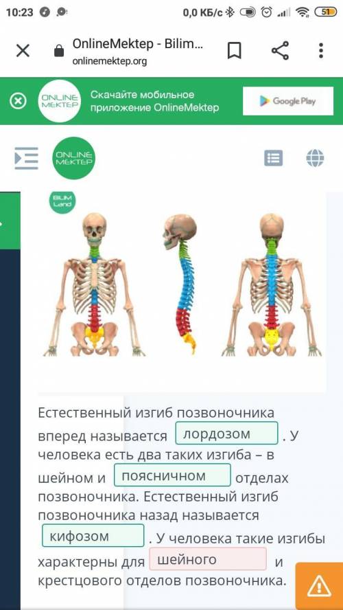 Биомеханические особенности движения человека в связи с прямохождением Вставь пропущенные слова в пр