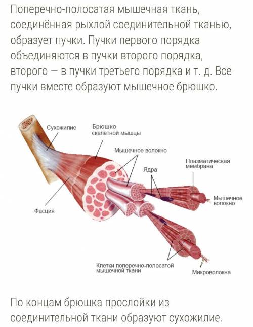 Какая часть скелетной мышцы прикрепляется с сухожилий к подвижным костям при движении?​