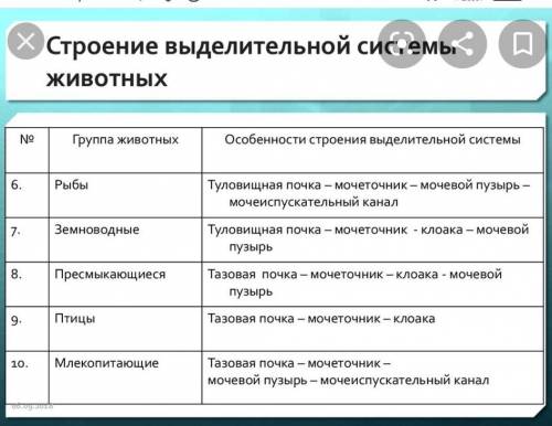 «Сравнение строения выделительной системы» Группа животных Особенности строения и работы выделительн