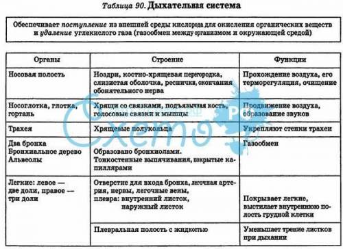 дыхательная система человека таблица. (органы, строение, функции.)​