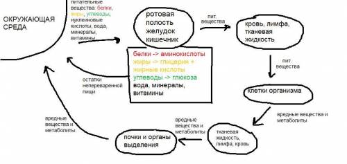 1. Нарисуйте схему метаболизма в организмах, охватывая: -Питание -Обмен веществ в организме -Выделен