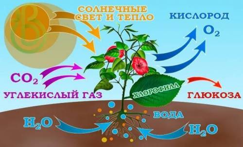 Используя предложенные слова (схема 9), составь схему «Обмен веществ у растения. Обсуди результаты р