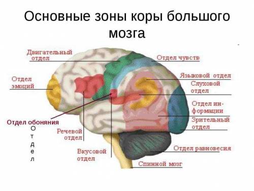 Обозначь, в каком отделе мозга находятся центры, обозначенные буквами. А — центр обоняния. Е — центр