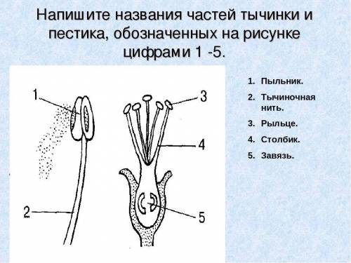 сделайте тычинку, а если у вас есть она то сфоткайте и пришлите