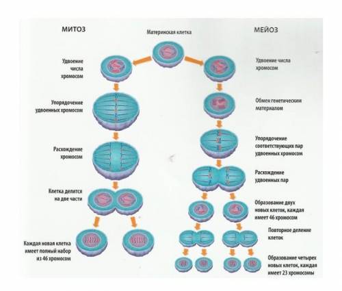 Установите соответствие между особенностями и типами деления клетки: для этого к каждому элементу ле