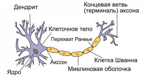 Укажите название и функции структурных частей нейрона на рисунке 1. ​