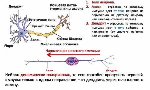 Укажите название и функции структурных частей нейрона на рисунке 1. ​