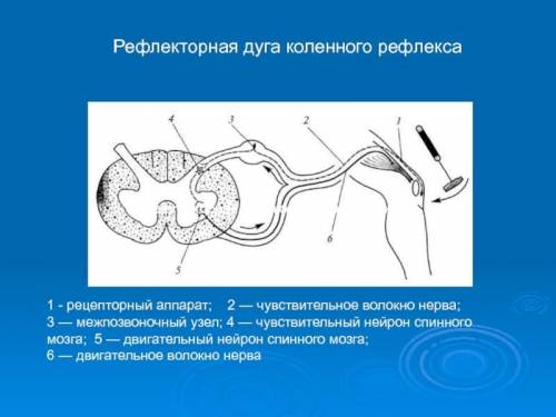 Задание 1. Подпишите части рефлекторной дуги коленного рефлекса​