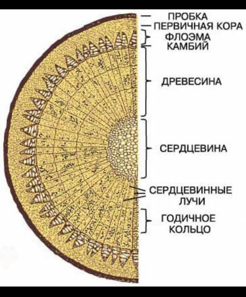 Напишите какие функции выполняет каждая часть дерева?​