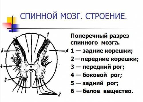 Где находятся передние рога в спинном мозге.​