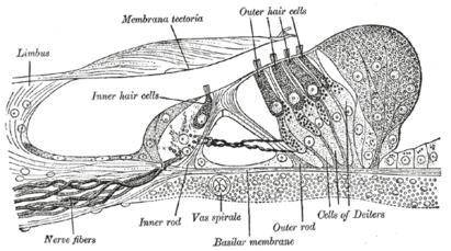 Строение и функции волосковых клеток